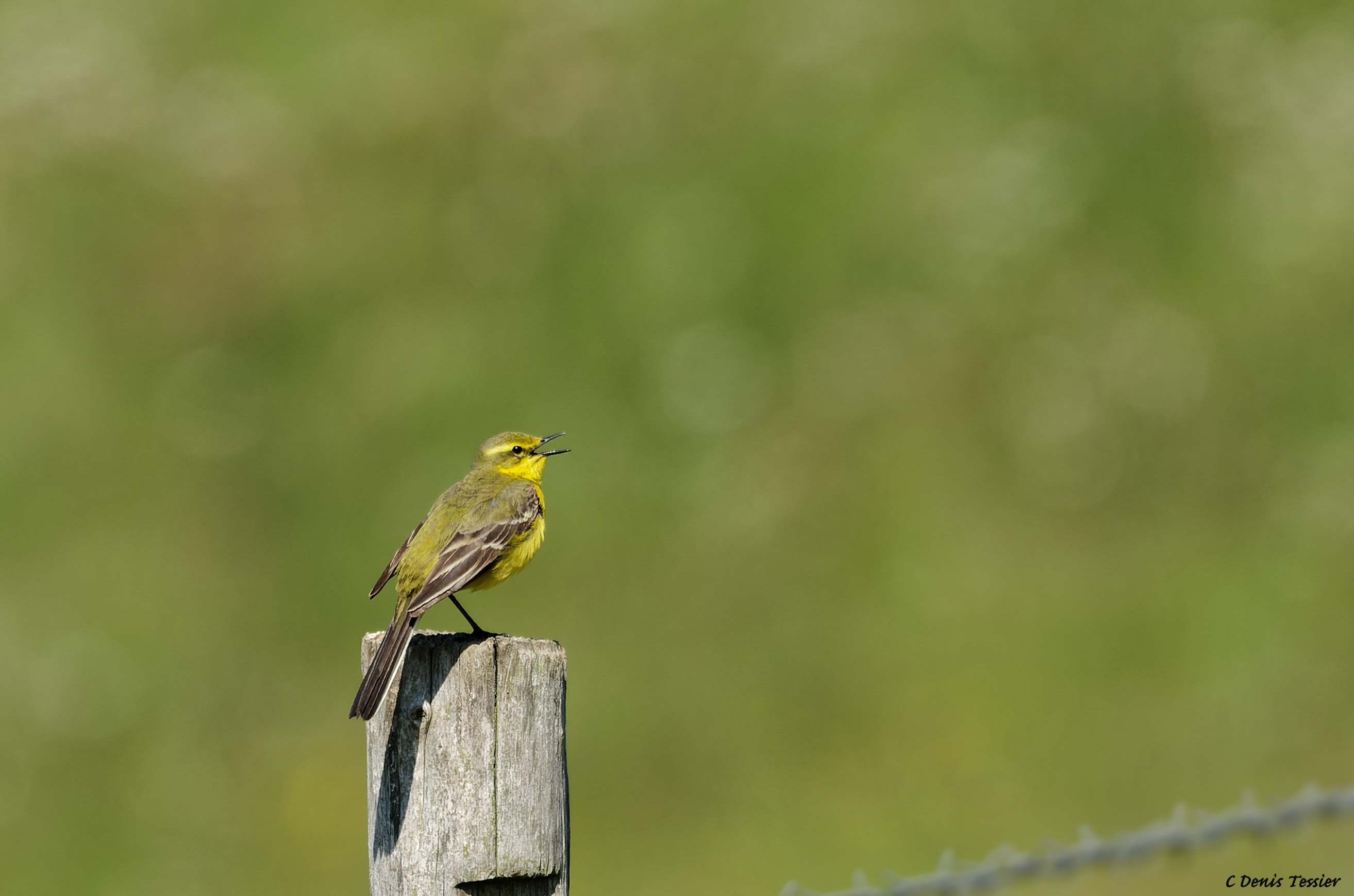 une bergeronnette printanière, un oiseau parmi la biodiversité de la ferme